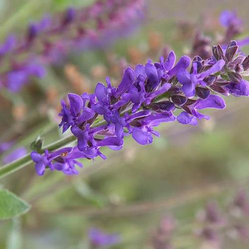 中药材丹参种子散装药材血参种春季红血参紫丹参籽红根 药用种子