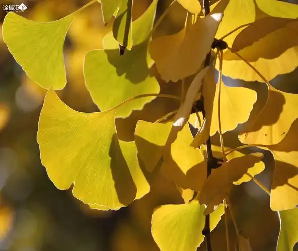 银杏叶