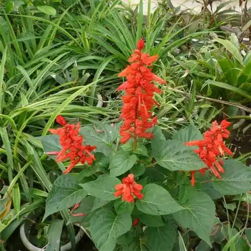 基地卡拉多纳鼠尾草 四月夜鼠尾草 公园园林景观小区绿化鼠尾草