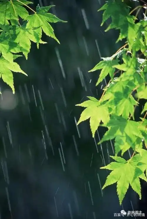 我就喜欢这盛夏的雨,浇透了人焦灼许久的心