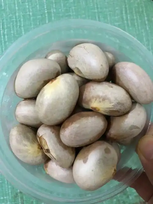 菠萝蜜的核千万不要丢是可以吃的