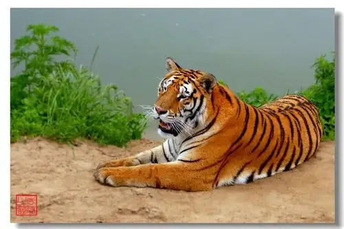 其它 月田诗联【20190l0】总29期 写美篇戏题老虎耕田图 文/万岳兴 世