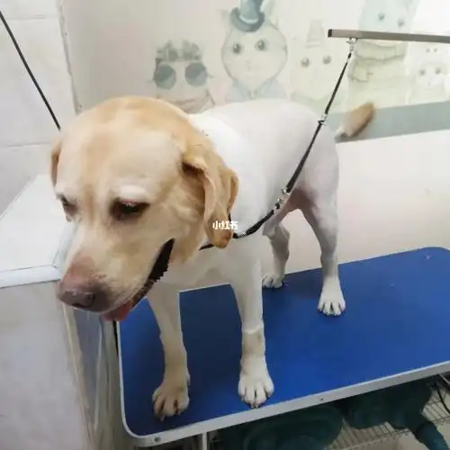 拉布拉多#换季剃毛