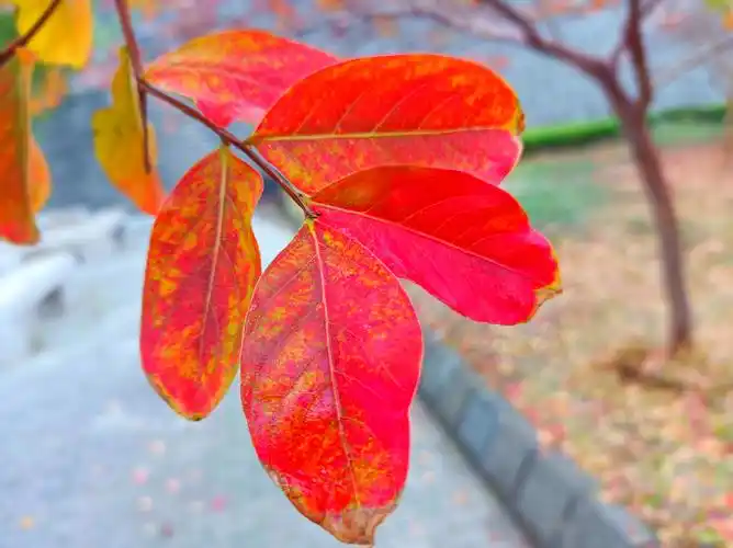 紫薇树在秋季转色期叶片色彩参数与呈色规律研究