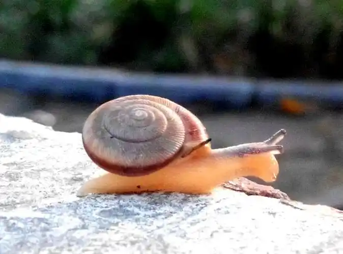 不知是哪个小淘气摆的蜗牛赛跑,.