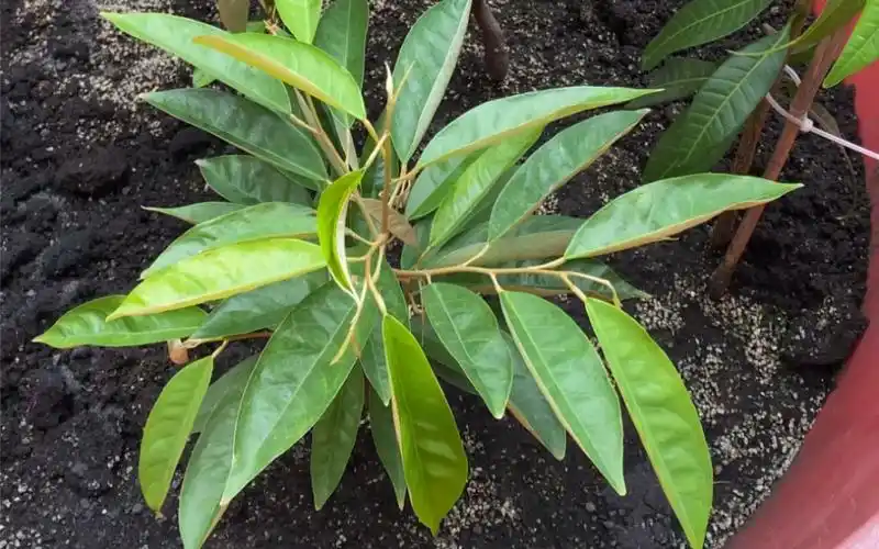 好久没有拍我的榴莲苗了,已经种了半年多了.从种子开始种的.