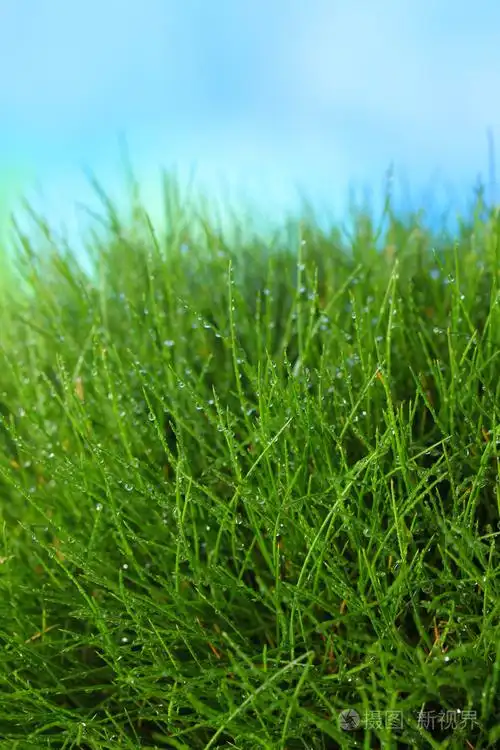 蓝色背景上的美丽绿草