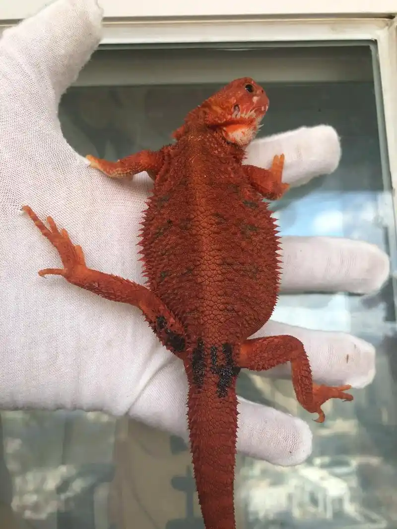 红系鬃狮蜥 性别: - 抖音