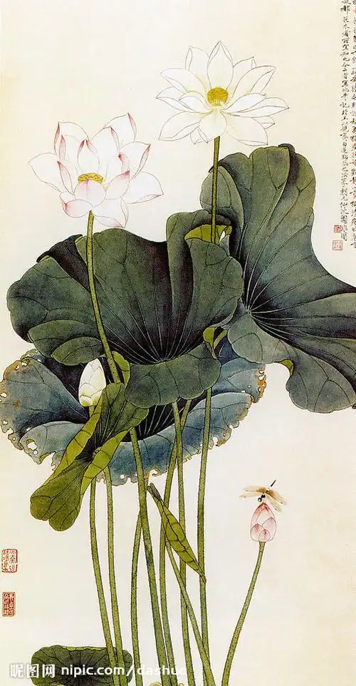 国画 荷花 白莲