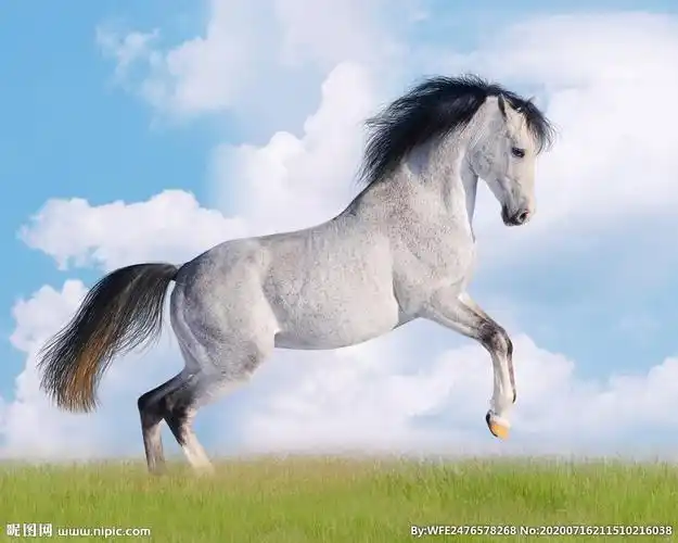 rgb40共享分举报收藏立即下载×关 键 词:马 马图片 马鞍 马群 马素材