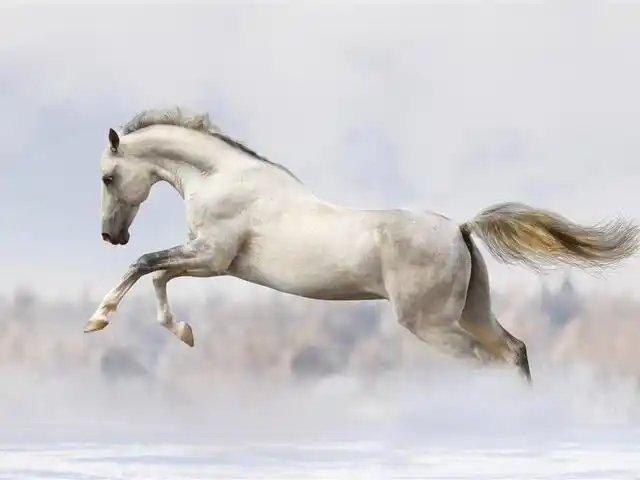 西游记中的白龙马,最后到底去哪了?真相让人气愤到难以接受