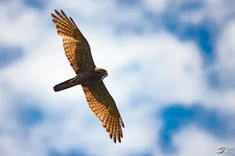 翱翔的灰脸鵟鹰