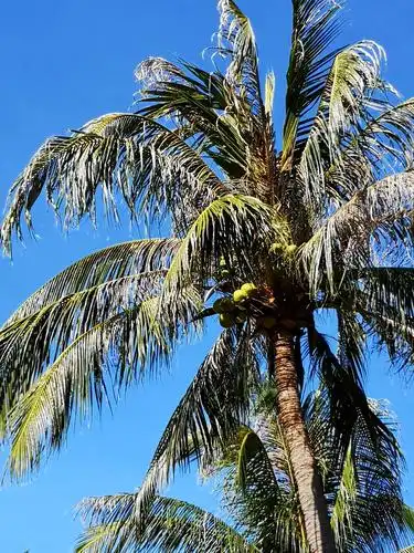 椰子树上果实累累.