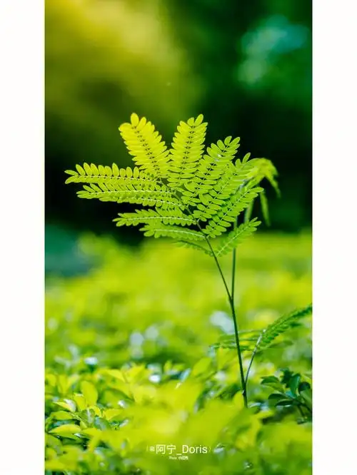 请大数据把我推给喜欢绿色和大自然的人