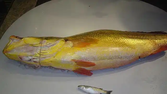 金钱鳘卖出347万 网友:一筷子下去几千块