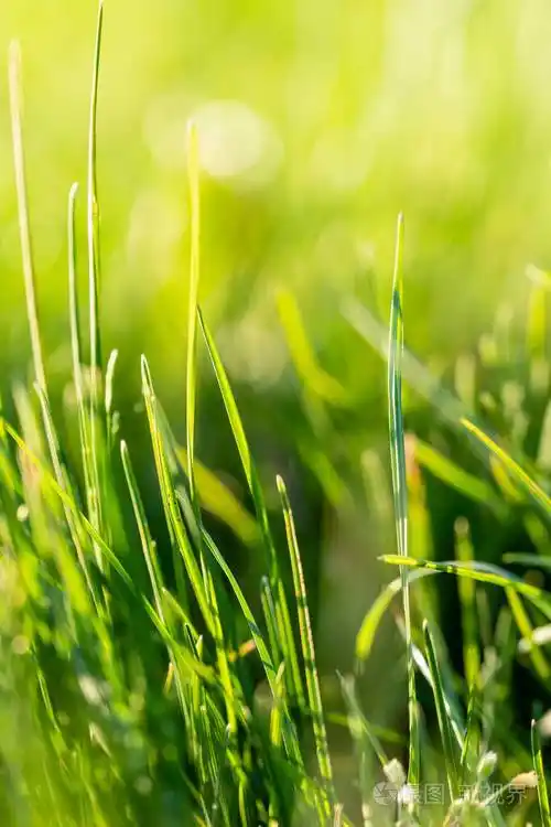 充满活力的绿草草地特写与明亮的阳光选择性的焦点和自然的bokeh