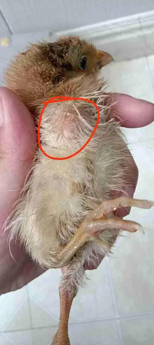 小鸡胸部左侧长了颗大拇指样的疙瘩-专家问答 - 惠农网