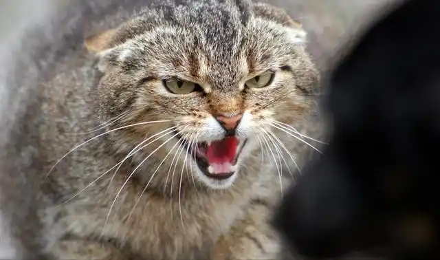 猫咪"恨"你的迹象,一旦有3个以上,说明你伤了它的心!