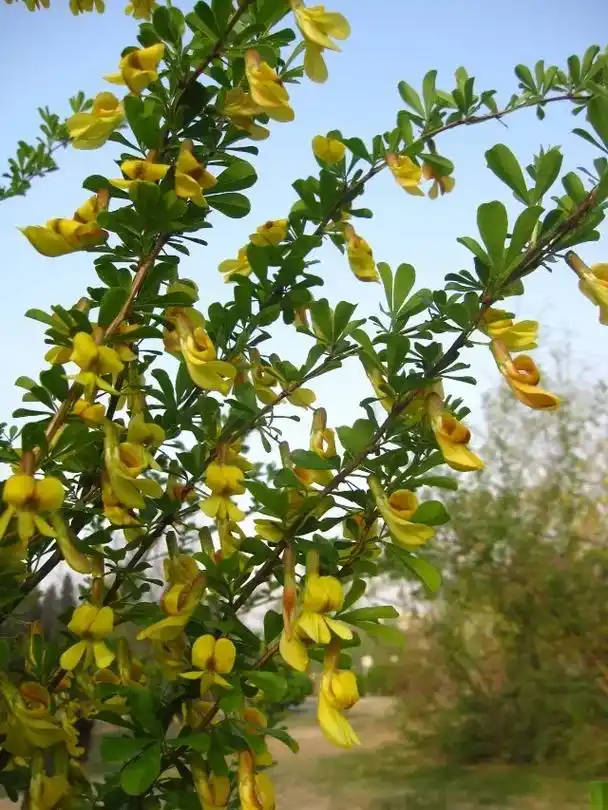 锦鸡儿是属于豆科锦鸡儿属的灌木植物,我国锦鸡儿属下的植物大约 - 抖