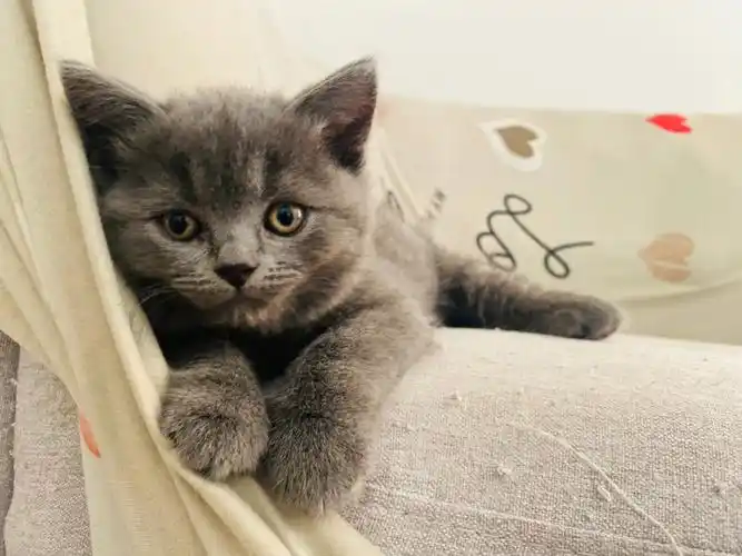英短蓝猫 #猫  #宠物猫  #布里斯班   布里斯班 纯种英短