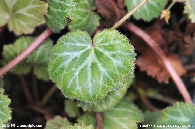 又名石荷叶,金线吊芙蓉,老虎耳等.