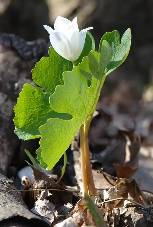 sanguinaria canadensis