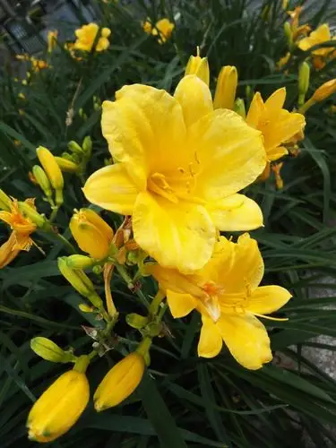 摄影作品-金娃娃萱草