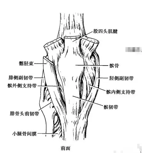学习笔记《膝关节外侧副韧带损伤》