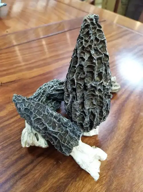 四大野生名菌之首的羊肚菌