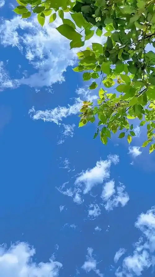 夏日的美好,是风用了心,所以今天的天空特别蓝.#治愈系美景