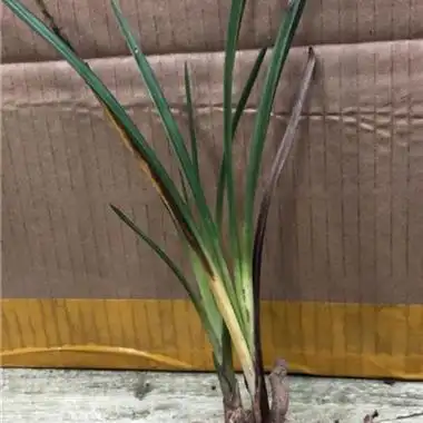 蕙兰白心青丝艺