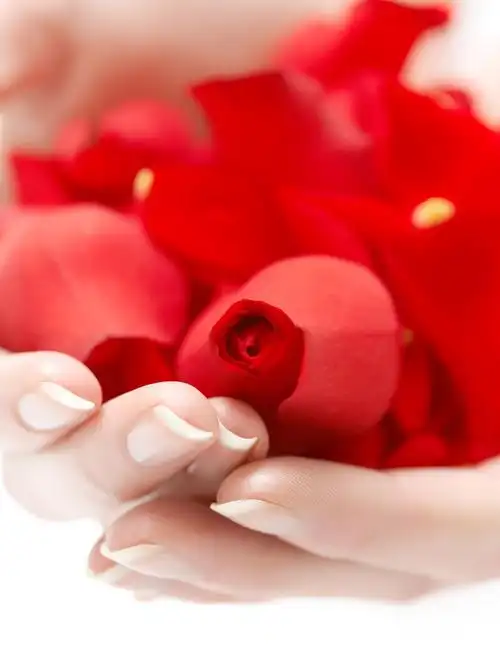 手捧玫瑰花图片