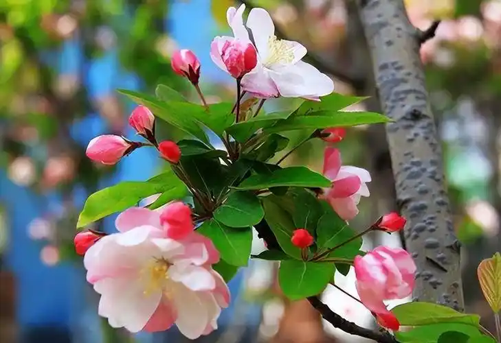 6种"富贵花",有院子种一棵,小苗养成"大花树",越养越值钱