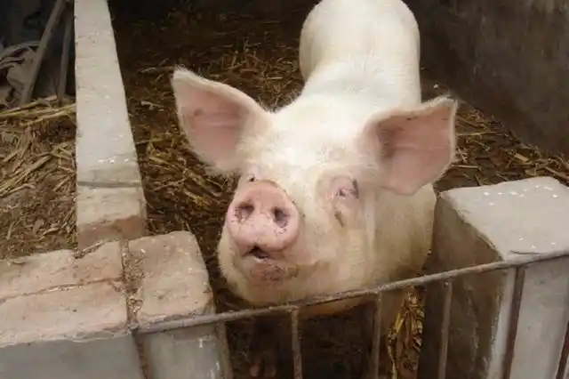 农村老话说,"猪草包,羊好汉,牛的眼泪打转转",是什么意思__财经头条