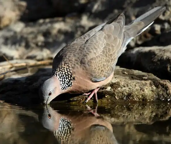 虎滩的珠颈斑鸠