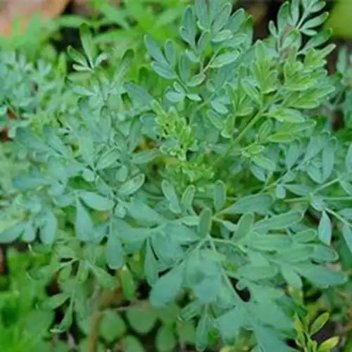 臭草,臭草怎么配剂,臭草怎么吃-中药药材查询-39药品通