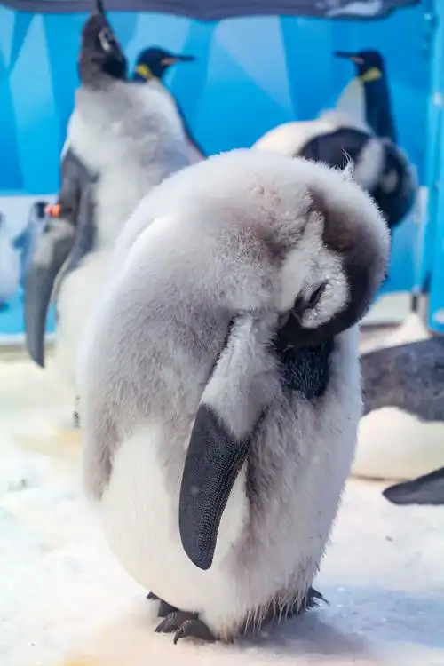 刷新国内繁育纪录11只帝企鹅宝宝在珠海长隆孵化