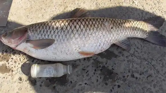 20斤大草鱼,鱼鳞比一元硬币都要大,这鱼看着都激动-三农视频-搜狐视频