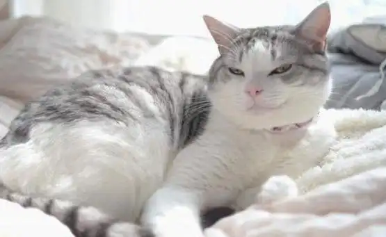 让我们来看看吧.比如这只,得了便宜还嚣张的表情.