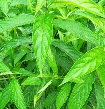 [大青叶批发]臭大青叶价格6.00元/斤 - 一亩田