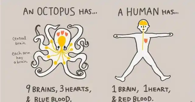 章鱼的身体结构远超于人类