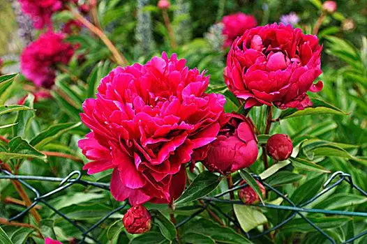 红色,牡丹,芽,花园,栅栏,梅克伦堡前波莫瑞州,德国,欧洲