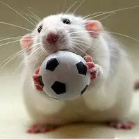 可爱的小狗狗,小猫可爱的一瞬间,qq头像卖萌小动物图片大全