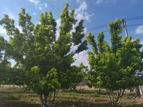 丛生金叶复叶槭