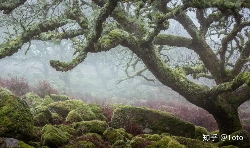 郁郁葱葱的原始森林波涛如海