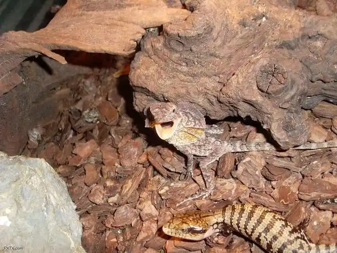 所罗门的猴尾石龙子