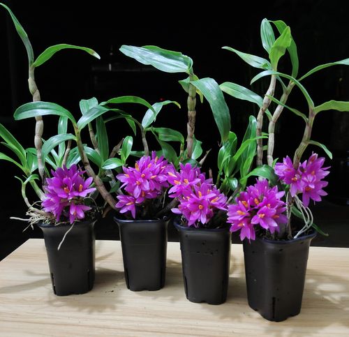 水莲石斛又名姬美胭脂石斛迷你型花期长花卉花