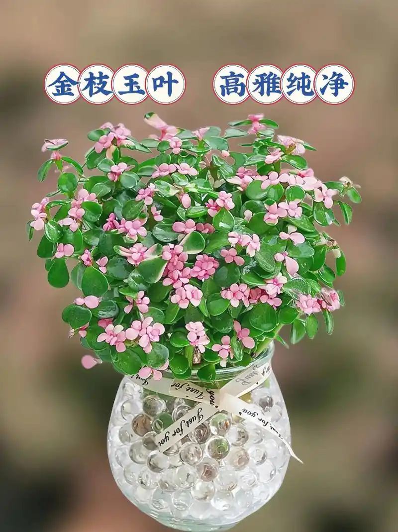 金枝玉叶盆栽老桩.