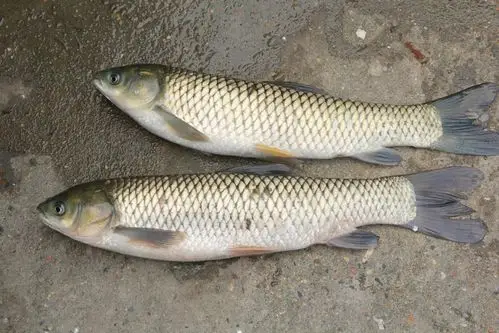现货热销 淡水活草鱼 鲜活大草鱼 小草鱼 品质优良 营养鲜.