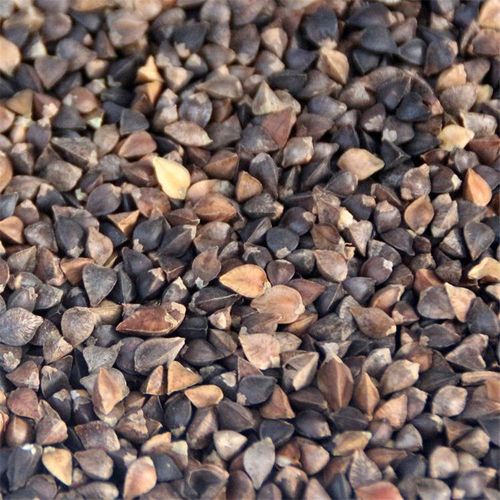 荞麦种子甜荞麦种子 黑荞麦种子 苦荞种子四季种植芽菜苗 苦荞麦一斤